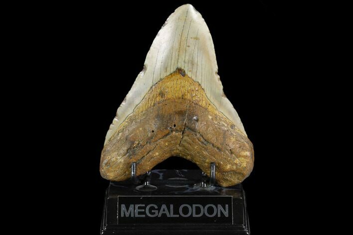 Fossil Megalodon Tooth - North Carolina #124421